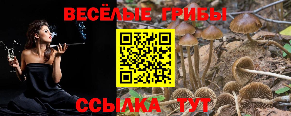 Галлюциногенные грибы Psilocybe  Вход с VPN  где можно купить наркотик  Борзя 